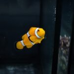 a clown fish floating in an aquarium tank