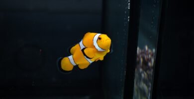 a clown fish floating in an aquarium tank