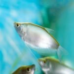 a group of fish swimming in an aquarium