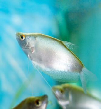 a group of fish swimming in an aquarium