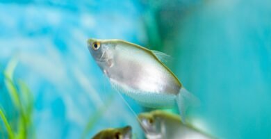 a group of fish swimming in an aquarium