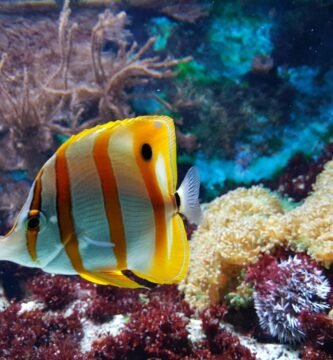 yellow and white fish underwater photography